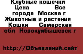 Клубные кошечки › Цена ­ 10 000 - Все города, Москва г. Животные и растения » Кошки   . Самарская обл.,Новокуйбышевск г.